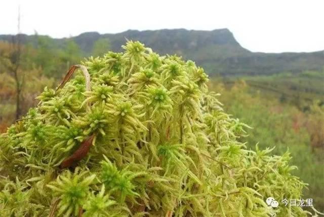 据新坪村第一书记付海波介绍,这种外表看起来毛茸茸的草便是海花草,学