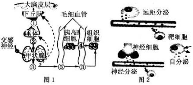 长郡暑假作业-作业20 激素调节与神经调节的关系