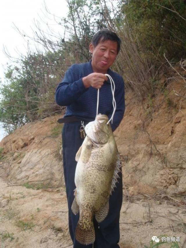 夏天手竿钓鳜鱼的钓点,钓饵和钓法技巧