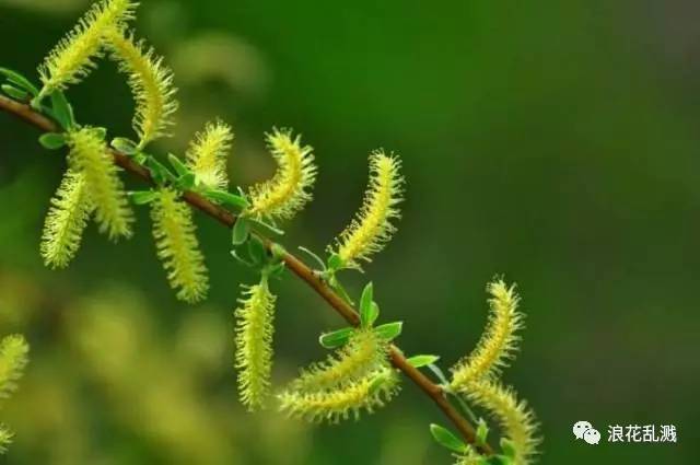 这是"葇荑花序,但不是桑树的花.