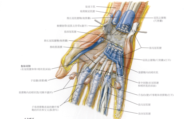 从手的解剖结构看"秋水誓",除了拇指外,每根手指都有浅,深两根肌腱