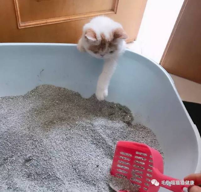 刚刚去买炸鸡的时候,看见了我的猫屎铲.