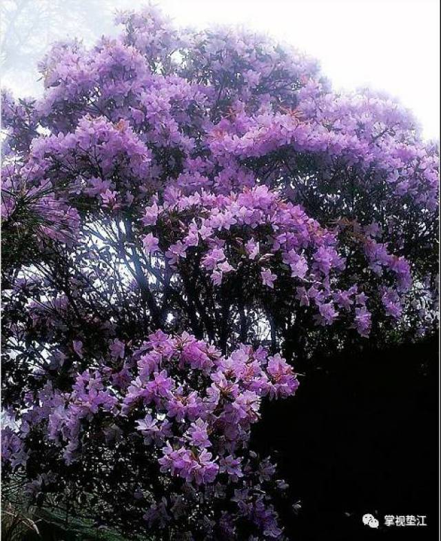值得一提的是,在宝鼎山林场里有一颗紫花杜鹃树,已有1300多年,堪称