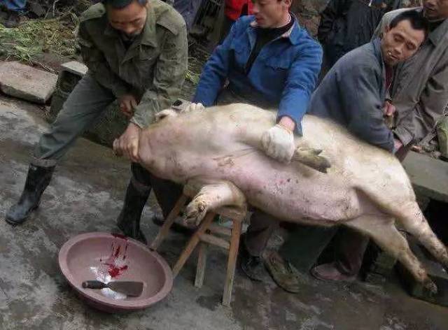 要有三个人把猪压在杀猪的台子上,这时,猪就会发出真正的杀猪时的声音