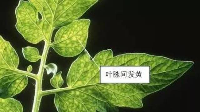 缺硫 缺硫幼叶先变黄,叶尖焦枯茎基红,根系暗褐白根少,成熟迟缓结实稀