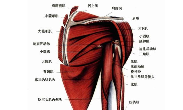 王文麟无痛正骨技术巧用天宗穴治疗肩胛部疼痛