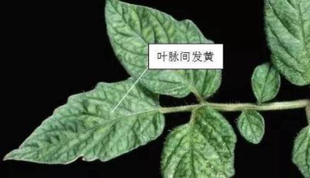 作物花样缺素?要及时补充(高清图谱 防治)