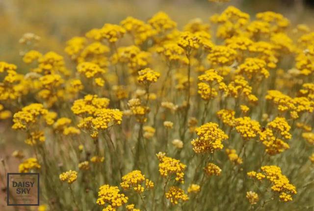 作意大利蜡菊, 因为它是属于菊科,蜡菊属的一直植物, 黄色小簇状花朵