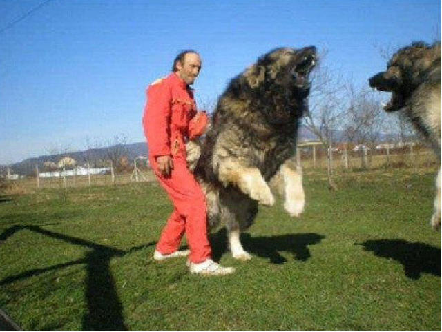 这就是高加索犬了,原产地俄罗斯,体格强健拥有强烈护卫本能,对主人的