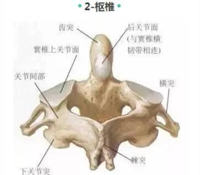 第一颈椎段:主要关联头,耳,鼻,喉,脸等. 2,枢椎 枢椎即第二颈椎.