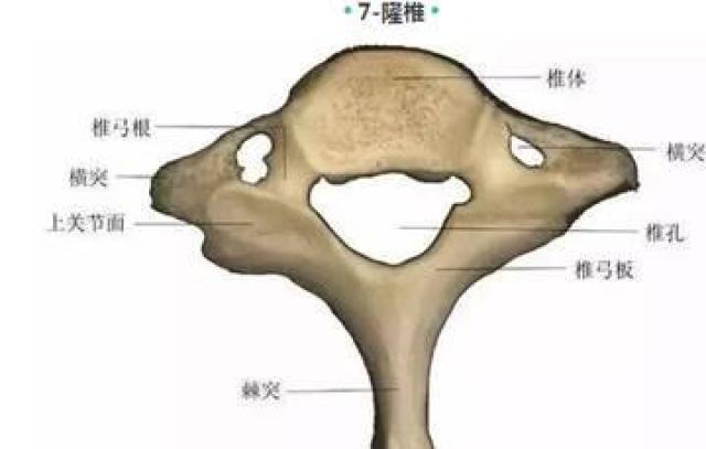 除了它伸向后方的棘突很长外,其余的结构和普通颈椎一样.