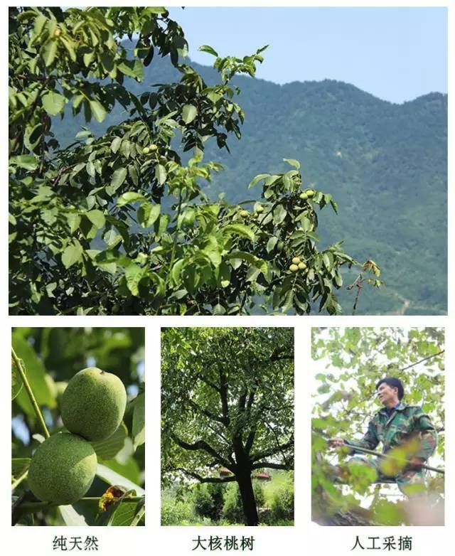 左权县地处山西省东部边缘,太行山山脊中段,清漳河中游;所产的核桃素