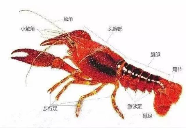 小龙虾脑子里的虾黄真的能吃吗?那是什么东西?有营养吗?