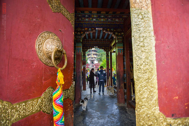 西藏林芝喇嘛林寺,一座被鲜花簇拥的寺庙,尼姑和喇嘛在同一经堂诵经