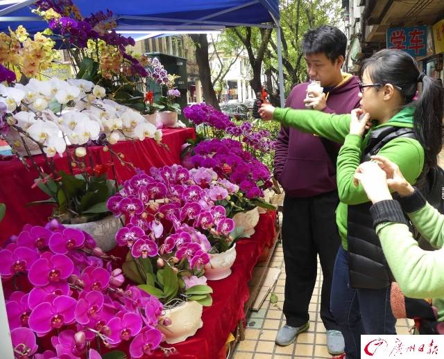 “最广州”水上花市开埠了！买对这些花，年头旺到年尾