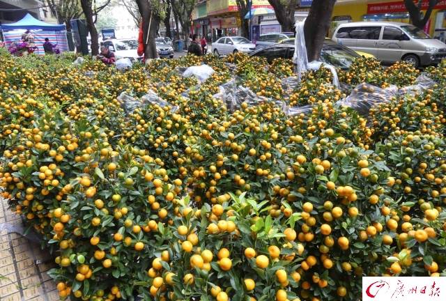 “最广州”水上花市开埠了！买对这些花，年头旺到年尾