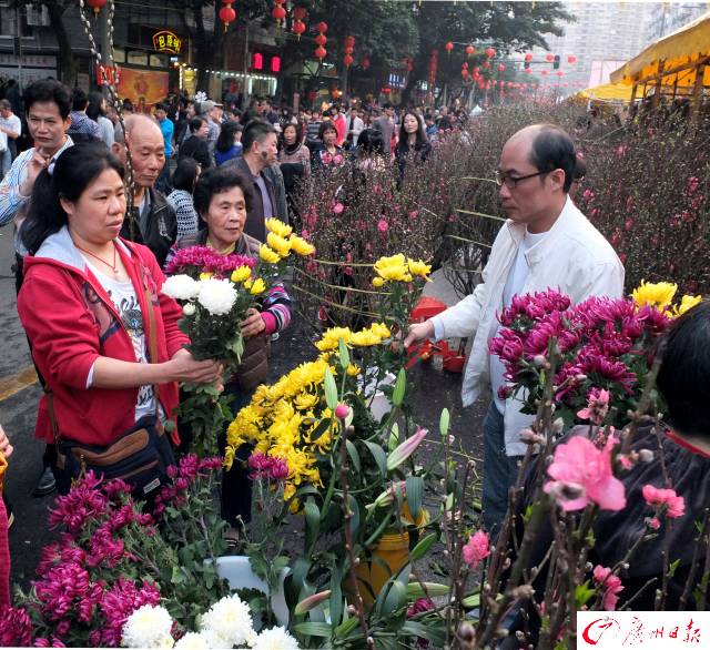 “最广州”水上花市开埠了！买对这些花，年头旺到年尾