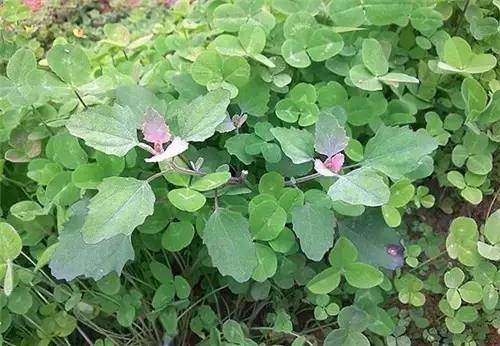 四川人常吃的30種野菜，能治病能解饞，吃過10種算你牛?。?曉得