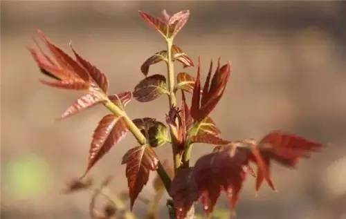 四川人常吃的30種野菜，能治病能解饞，吃過10種算你牛?。?曉得