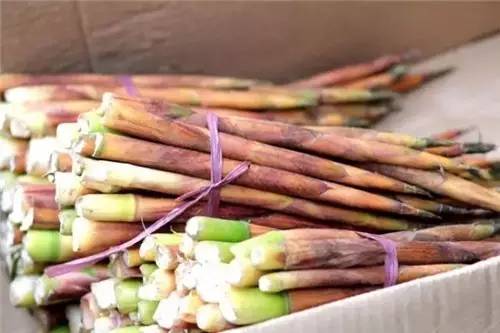 四川人常吃的30種野菜，能治病能解饞，吃過10種算你牛！｜ 曉得