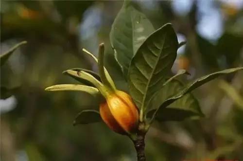 四川人常吃的30種野菜，能治病能解饞，吃過10種算你牛?。?曉得