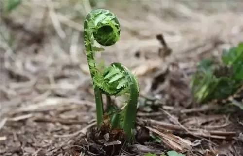 四川人常吃的30種野菜，能治病能解饞，吃過10種算你牛?。?曉得