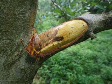 苹果干腐病防治措施