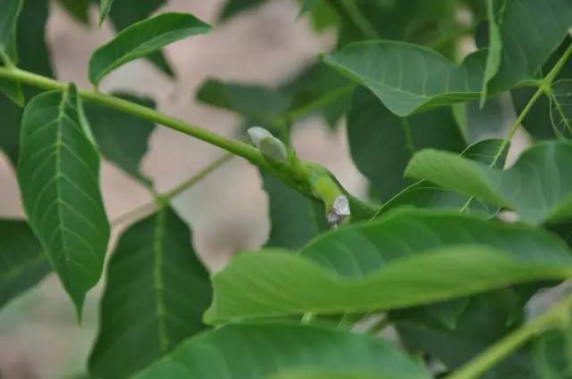 掌握核桃花芽分化,年年会丰产