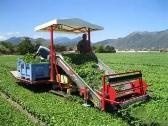 走,到东北偷菜去!——布局未来蔬菜机械最大的蓝海市场!