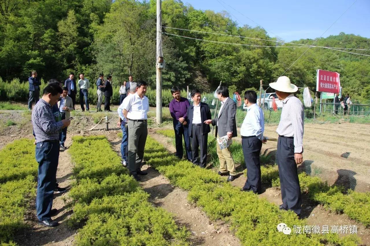 【高桥动态】中国林业与环境促进会会长孟繁志一行深入高桥镇调研苗木