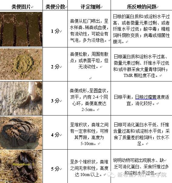 【微聚焦】通过粪便评定与检查"窥探"奶牛营养状态