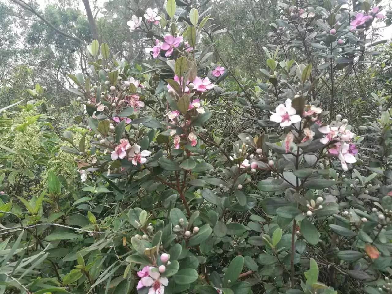 那吉的山稔花都开好了,还有天然蜂蜜,要一起去走一走吗?