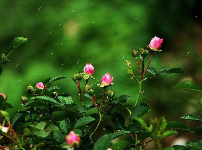 雨中草,露中花,美到极致!