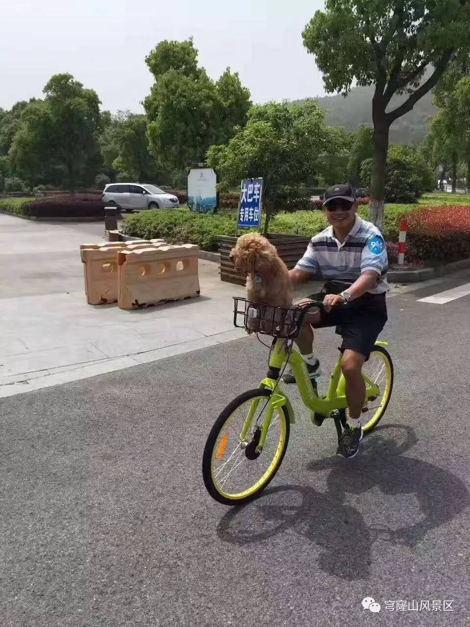 带着狗狗去兜风