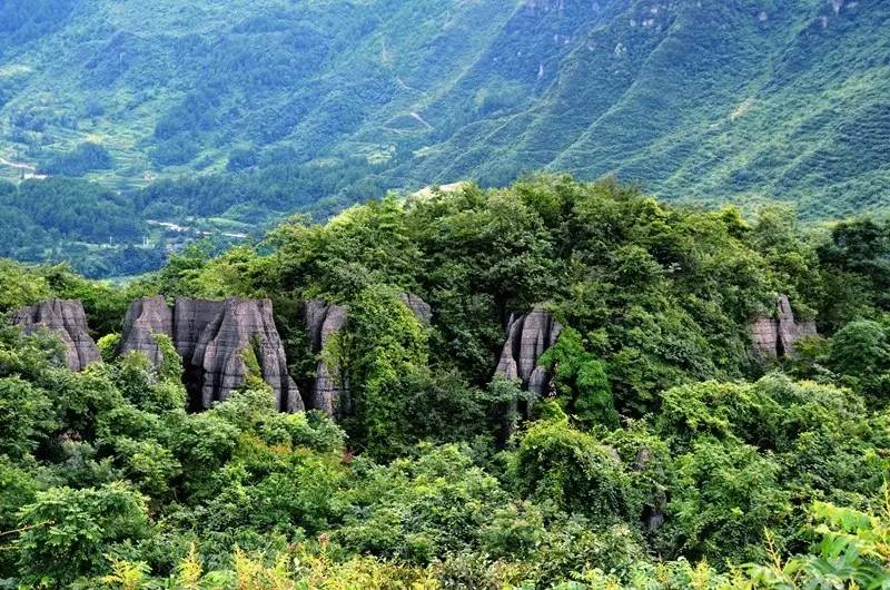 山王坪生态石林占地524亩,是国内已探明的面积最大,特色最显著的生态