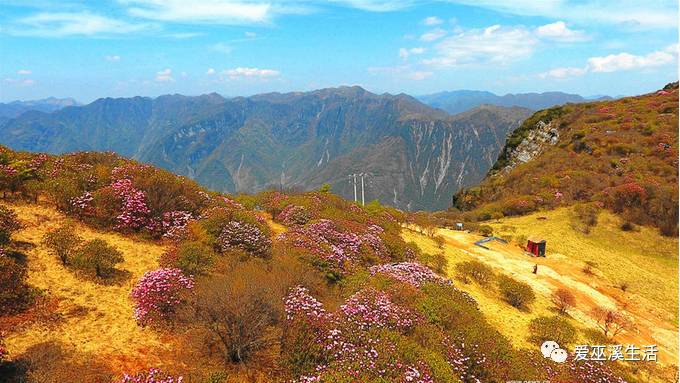 航拍巫溪红池坝万亩野生高山杜鹃争相盛放