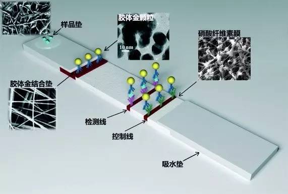 从层析荧光到微流控生物芯片 —现场快速检验(poct)技术基础概述