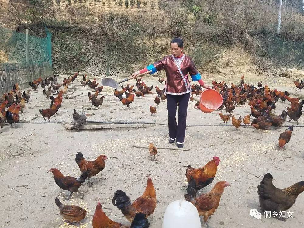 图为苏东菊在养鸡场喂鸡