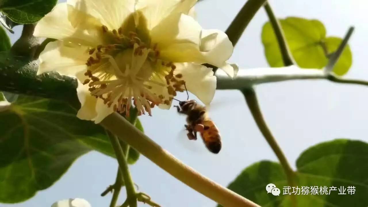 【朋友圈都传疯了】又是一年猕猴桃开花季,美不胜收,丰收在望!