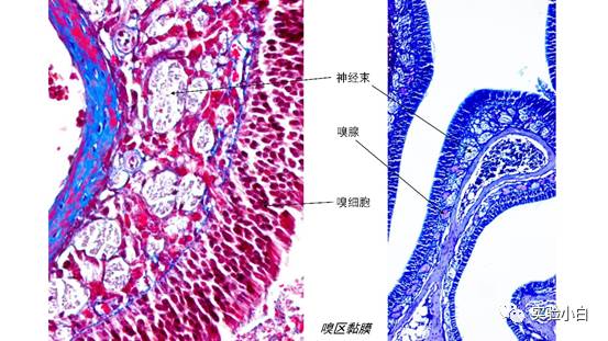 小鼠鼻部有一较为特殊的结构,鼻黏膜相关淋巴组织(nalt),在小鼠鼻