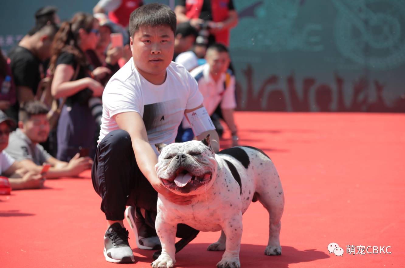 特体恶霸犬解读—cbkc线下交流会