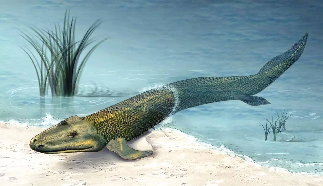 生存 它名为 提塔利克鱼(tiktaalik) 是鱼类和两栖动物之间的过渡物种