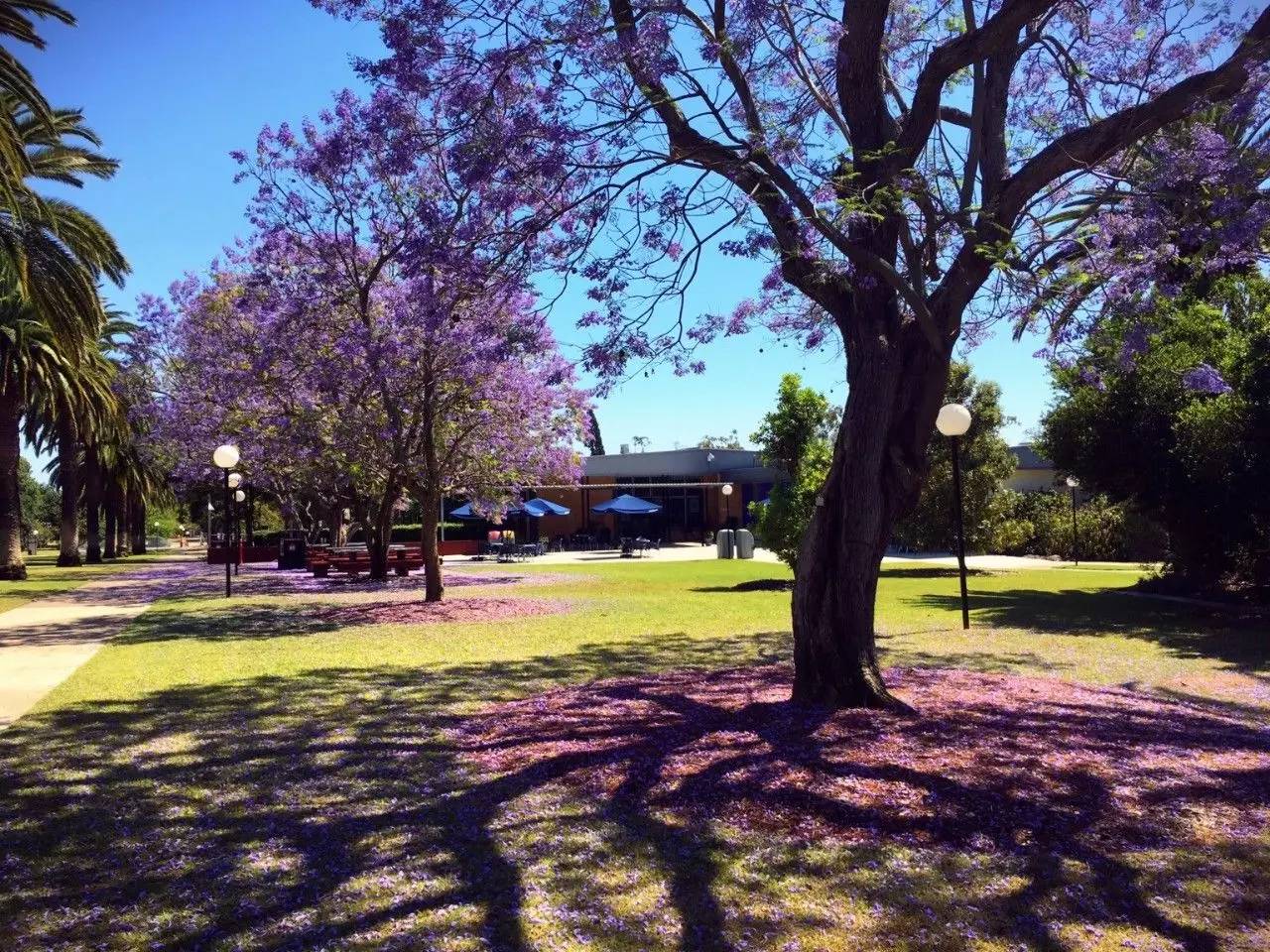 昆士兰大学 | 蓝楹花下的梦和理想