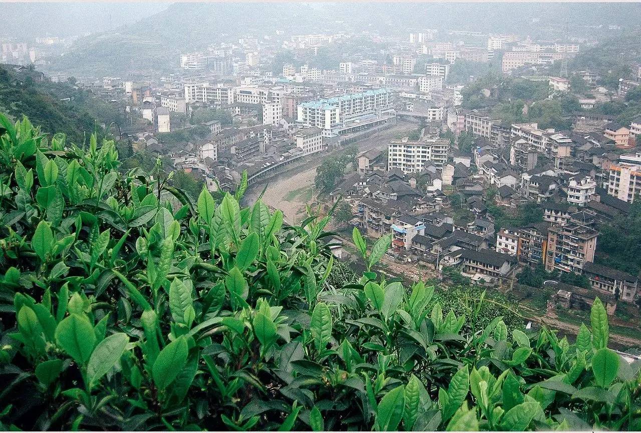 大家茶语07期一位老作家和他期盼中的山城古丈茶