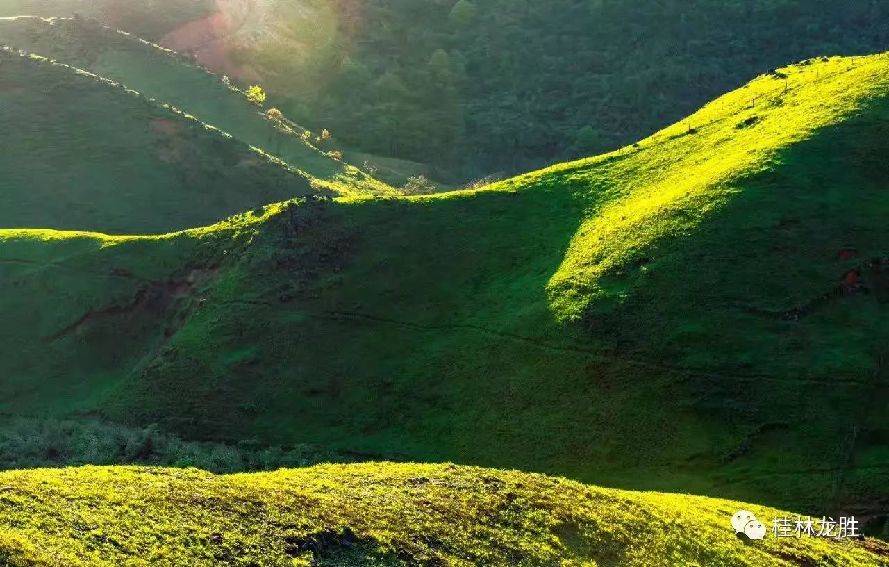 广西龙胜小南山:杜鹃花开遍地红