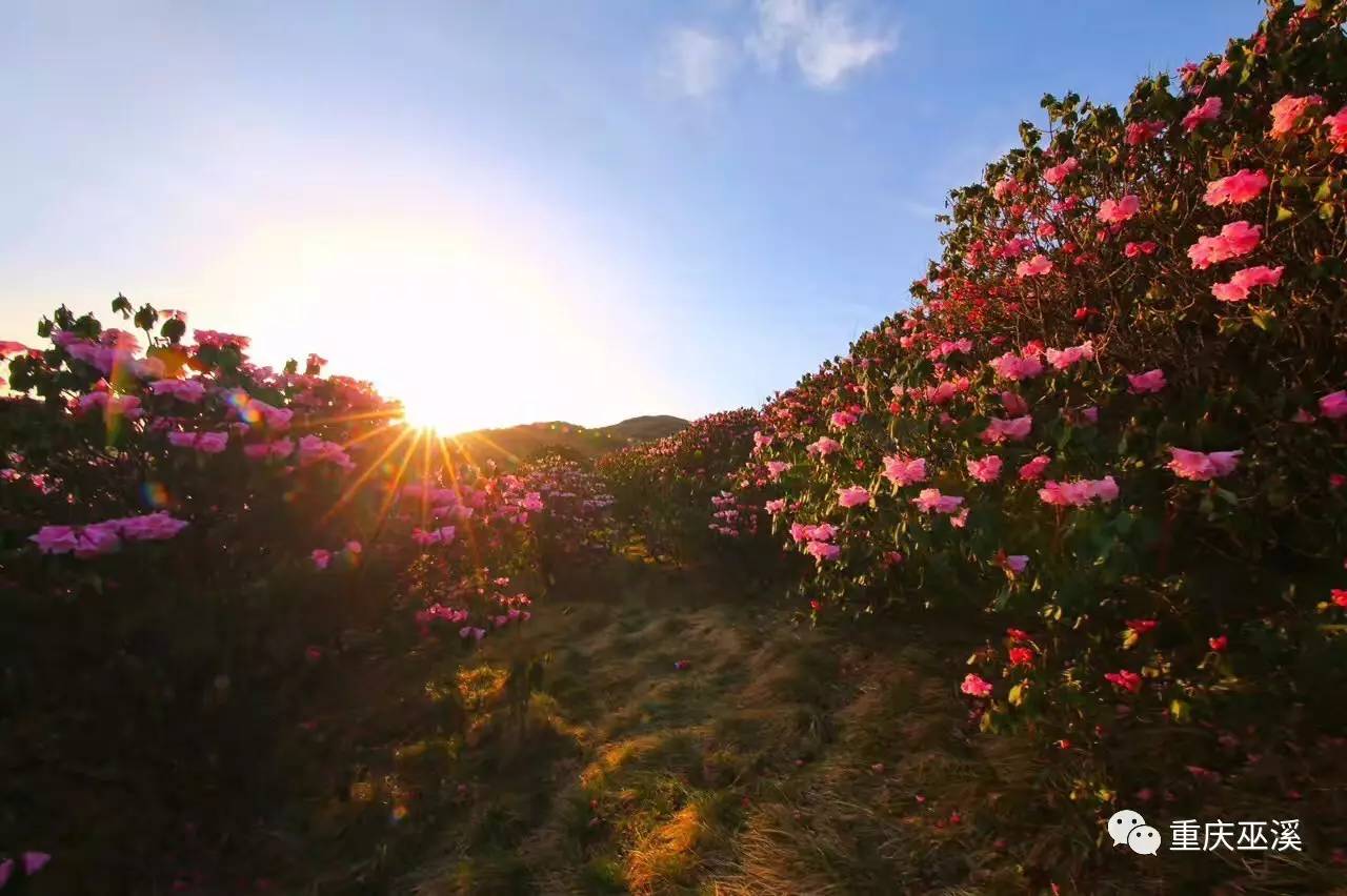 这个季节,可在红池坝银厂坪景点如云似海的杜鹃花海里尽情徜徉中国