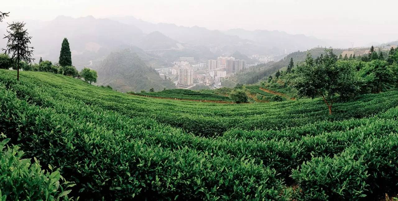 大家茶语07期一位老作家和他期盼中的山城古丈茶