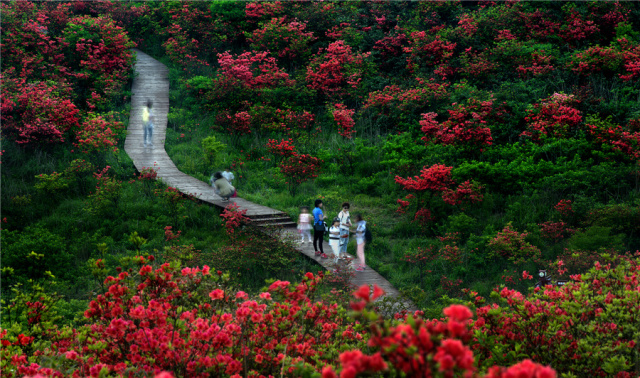 长沙杜鹃花开满山咯,一起去看看?