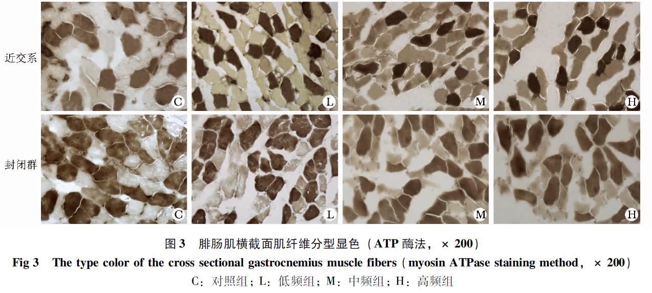 地塞米松诱导近交系和封闭群wistar大鼠骨骼肌萎缩效应比较