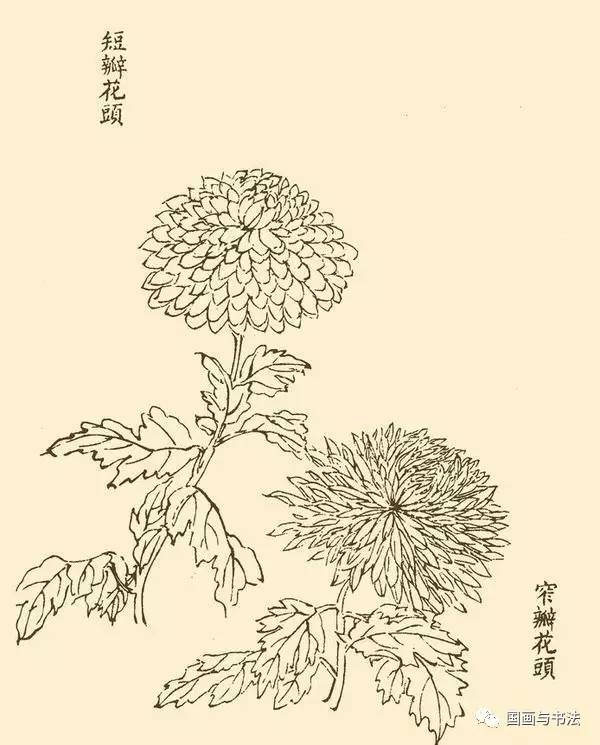 国画教程:菊花的基本绘画技法